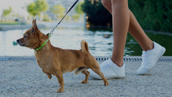 Общественный совет при Минстрое предложил создать нормы стандарта строительства площадок для собак