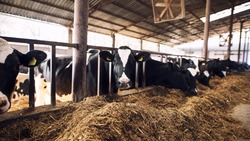 Валовое производство молока в Белгородской области выросло до 730 тыс. тонн