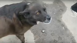 Вячеслав Гладков рассказал историю спасения пса по кличке Буся