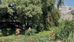 Рабочие приступили к очистке реки Везёлки в Белгороде от зарослей рогоза 