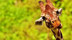 Калининградский зоопарк подарил Белгородской области жирафёнка