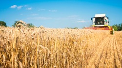 Белгородские сельхозпроизводители получат почти два млрд рублей компенсаций