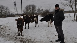 Алексей и Вероника Казаковы из села Гостищево сделали ставку на молочное производство