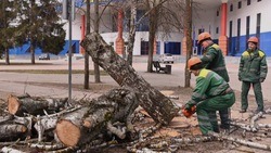 Специалисты приступили к реконструкции зелёных насаждений в парке Победы города Белгорода