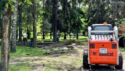 93 новых дерева высадят в белгородском парке Победы