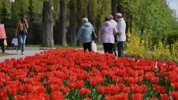 Фестиваль «Река в цвету» пройдёт в Белгороде с 29 апреля по 1 мая