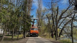 Рабочие приступили к кронированию ив в белгородском парке Победы