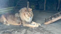 Лев Бонапарт из Белгородского зоопарка умер после длительной болезни