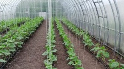 Предварительной отбор проектов для «Агротуризма» стартовал в Белгородской области