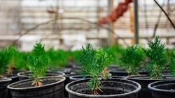 Первый посев цветов в теплицах Белгорода стартует в конце декабря 