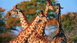 Жирафы появятся в белгородском зоопарке летом