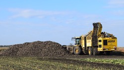 Белгородские аграрии убрали 61,4 тыс. га сахарной свёклы