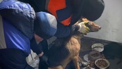 Власти планируют отремонтировать приют для собак в Строителе к февралю