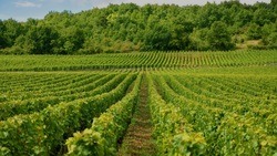 Россельхознадзор будет проводить инвентаризацию виноградных насаждений