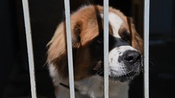 Участки Белгорблагоустройства приютили 70 собак из Шебекино