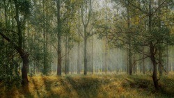 Яковлевцы смогут принять участие во Всероссийском фотоконкурсе «Деревья – памятники живой природы»