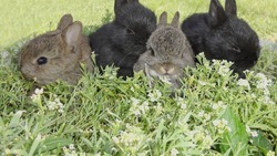 Белгородцы смогут разводить кур и кроликов на садовых и огородных участках