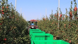 «Агро-Белогорье» намерено построить хранилище для фруктов в Яковлевском районе