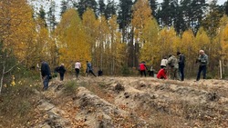 8 тысяч сеянцев сосны высадили в белгородском урочище Сосновка 