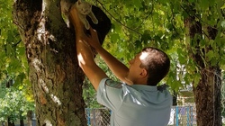 Белгородский инспектор ГИБДД помог достать с дерева котёнка
