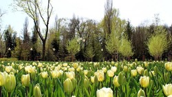 Фестиваль тюльпанов «Река в цвету» стартует в Белгороде 1 мая