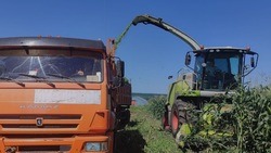 Белгородские аграрии приступили к уборке кукурузы