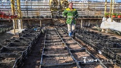 Озеленители посеяли 70 тысяч семян растений для украшения Белгорода 