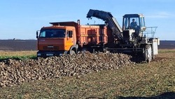 Яковлевские аграрии выполнили уборку сахарной свёклы на 81%