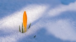 Синоптики обозначили день прихода настоящей весны в марте этого года