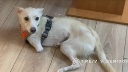 Мэр Белгорода поделился историей боевой собаки Белки