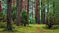 Яковлевцы смогут принять участие в фотоконкурсе «Сохраним красоту Белгородских лесов»