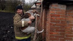 Белгородские сотрудники МЧС спасли застрявшую между гаражами собаку в посёлке Томаровка