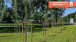 80 тысяч саженцев деревьев высадят в Белгороде к юбилею Великой Победы