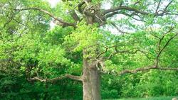 Шебекинский дуб вошёл в число 12 претендентов на звание «Российское дерево года»