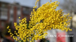 Белгородцы смогут купить живые цветы на субботней сельхозярмарке 