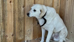 46 новых вольеров для собак построят в приюте на Коммунальной в Белгороде