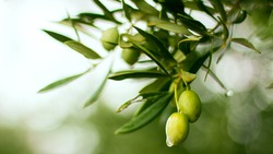Учёные получат первый промышленный урожай оливок в Крыму в 2025 году