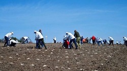 Патриотический геоглиф «80 Родина Победы» заложили в Белгородской области