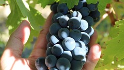 Импортозамещающий проект по виноградарству разрабатывают в Белгородском госуниверситете