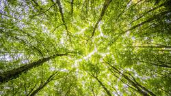 Белгородская область стала лидером Всероссийской акции «Сохраним лес»