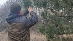Белгородские лесники соберут 265 кг шишек для заготовки посадочного материала