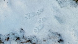 Зимний учёт охотничьих животных стартовал в Белгородской области