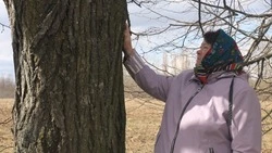 «Её спокойствием дыша…». Уникальная липовая аллея сохранилась в селе Казацком 