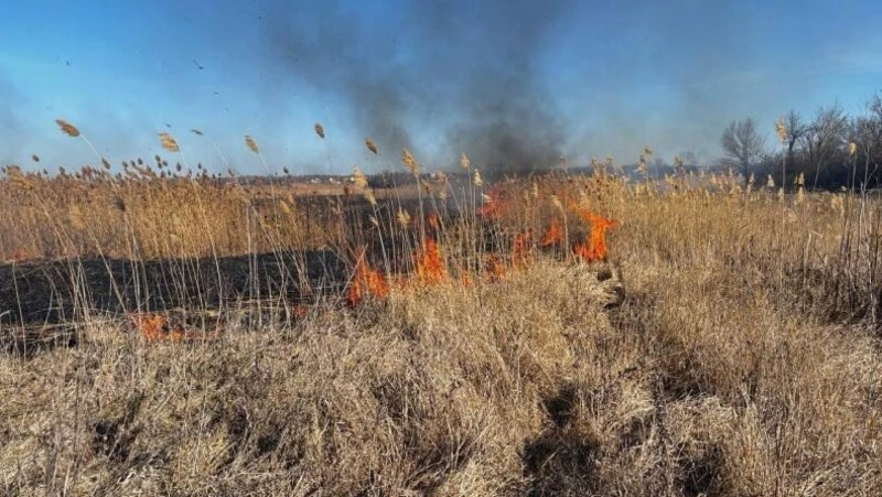 В Белгородской области утвердили список опасных чужеродных растений