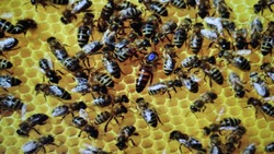 Яковлевские пчеловоды сделали ставку на развитие продовольственной безопасности страны 