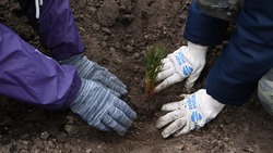 Покрытая лесом площадь в Белгородской области увеличилась на 1158,1 га