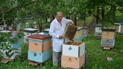 НЕправильные пчёлы. Журналист разобрался в проблеме массовой гибели полезных насекомых