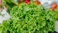 Диетолог напомнила россиянам о пользе листового салата