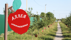 Молодые фруктовые сады принесли первые урожаи в селе Быковке