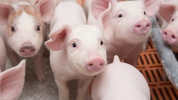 Белгородская область вошла в ТОП-20 крупнейших производителей свинины в стране